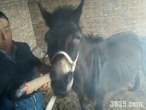 抽马视频,揭秘传统武术的魅力与技巧