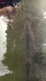 海竿钓鱼视频高清,高清海竿钓鱼技巧全解析