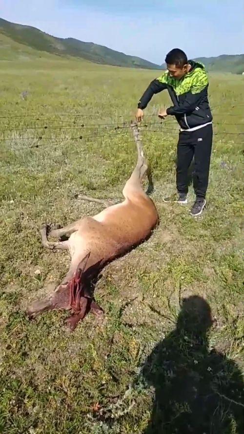 动物跑的视频