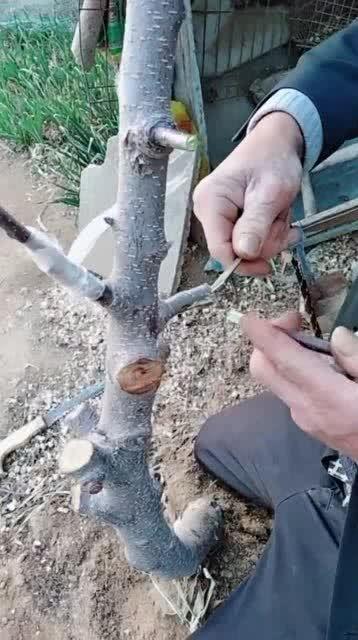 苹果嫁接技术视频