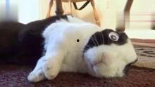 狗和兔视频